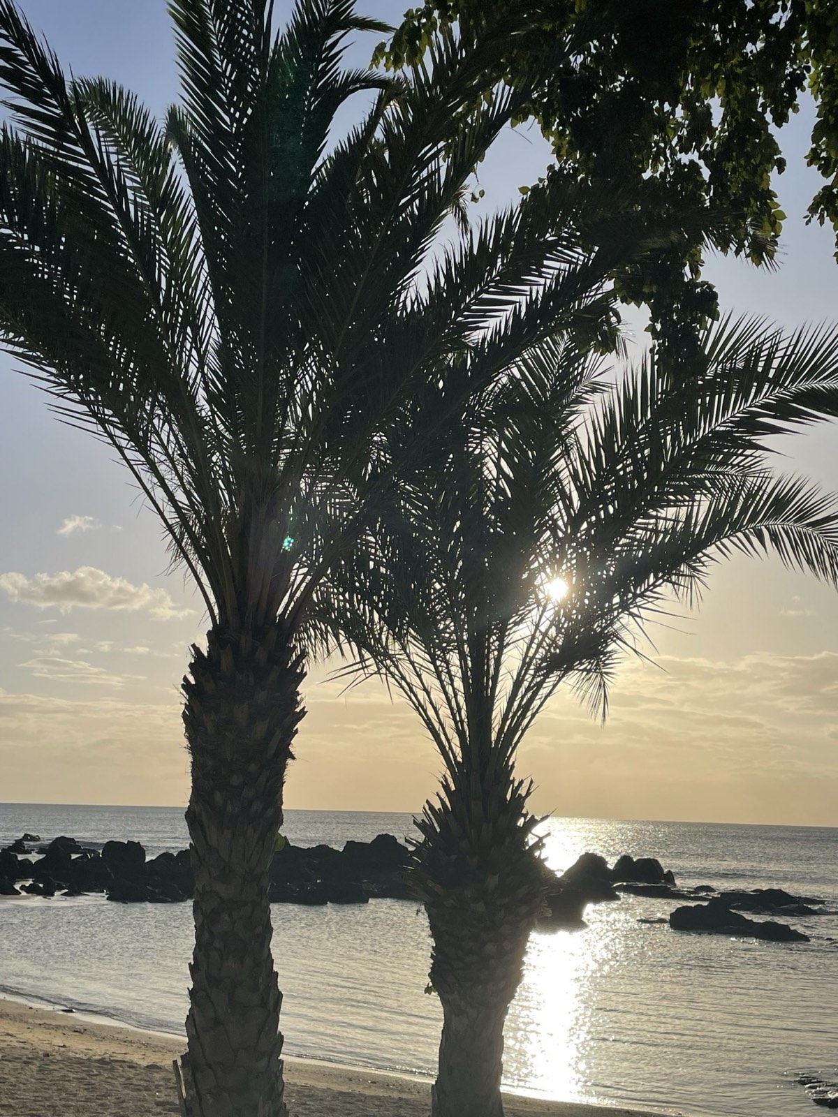Palmen am Strand im Abendlicht